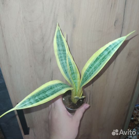 Сансевиерия сортовая