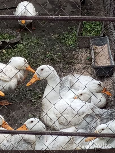 Утки на мясо