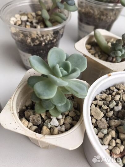 Суккуленты