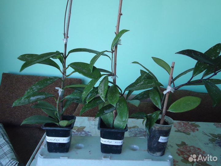 Хойя (пять видов)