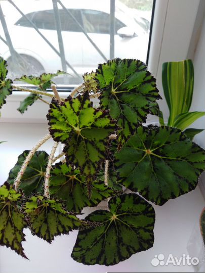 Фикус, Бегония, Каллизия