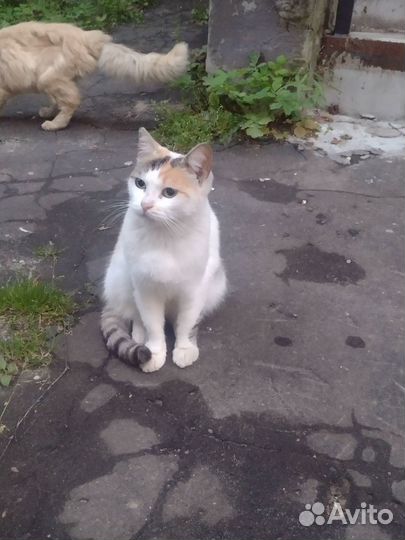 Кошки бесплатно