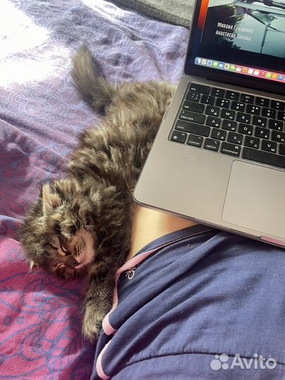 Отдам котенка в добрые руки