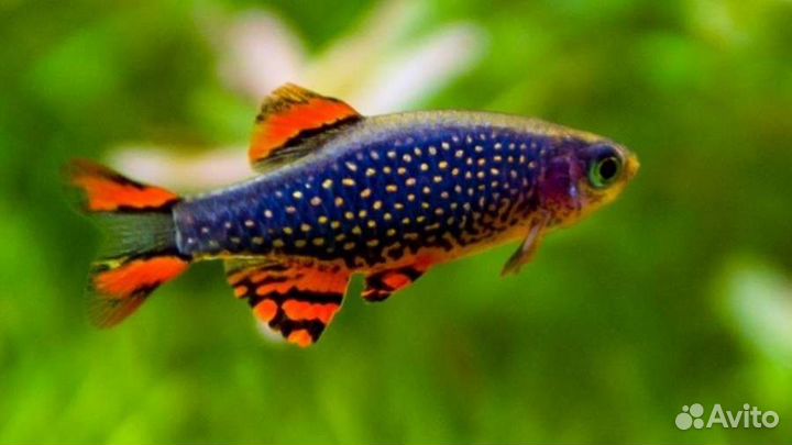 Микрорасбора галактика