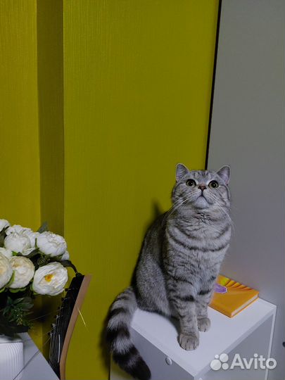 Британская кошка