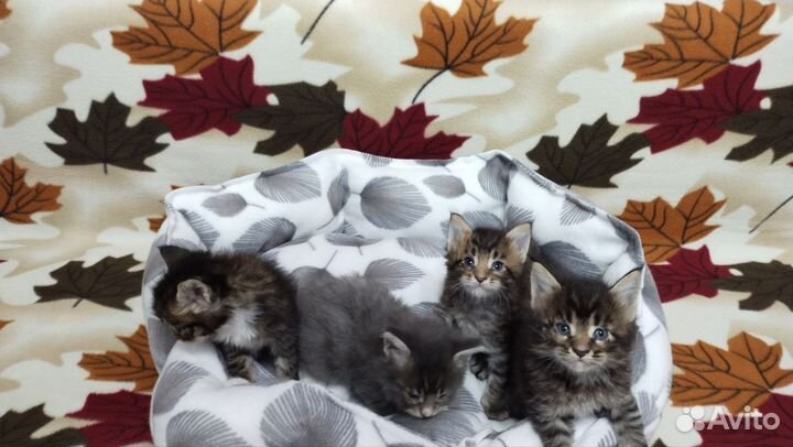 Кошки мейн-кун