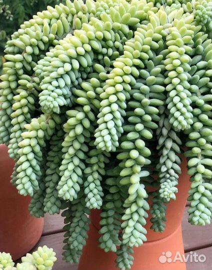 Суккуленты