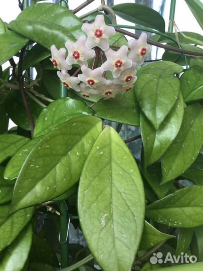 Хойя Карноза