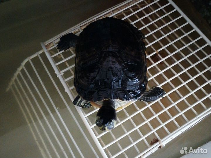 Черепаха с аквариумом