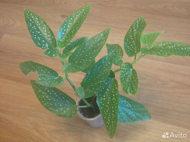 Бегония тростниковая