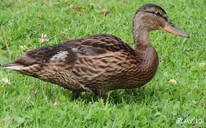 Суточные утята Цветной башкирской утки