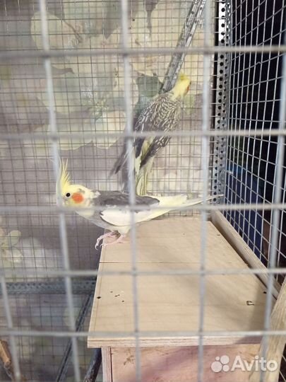 Попугай корелла