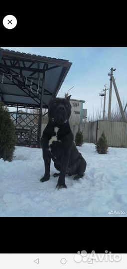 Щенки стаффорда