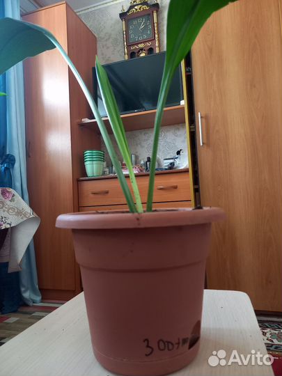 Эухарис амазонская Лилия