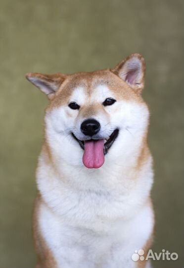 Собаки для фотосессии (Сиба Ину)