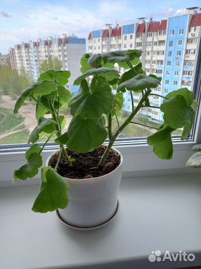 Пеларгония герань