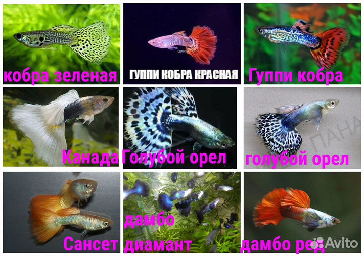 Гуппи,сомики,петушки,креветки,растения,улитки,корм