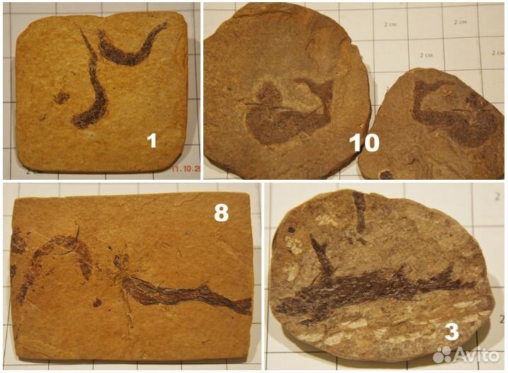Разные рыбы (карбон/миоцен), кости плейстоц. рыб
