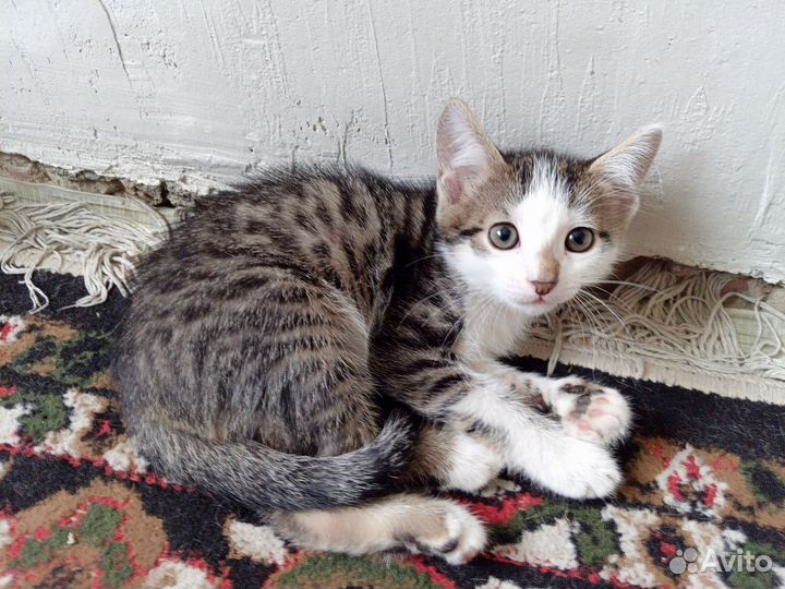 Котята