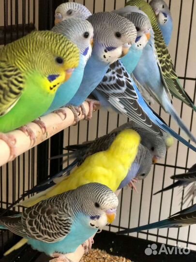 Волнистый попугай