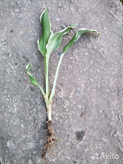 Делянки хосты разных сортов