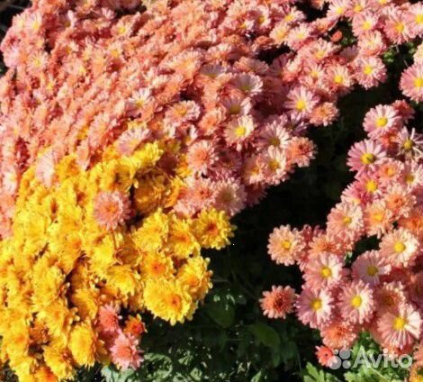 Хризантема мультифлора