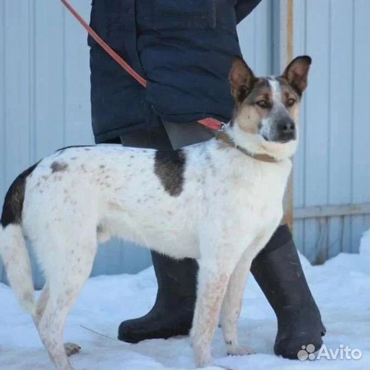 Собака в добрые руки отдам бесплатно