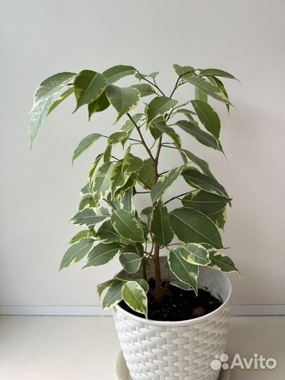 Фикус бенджамина
