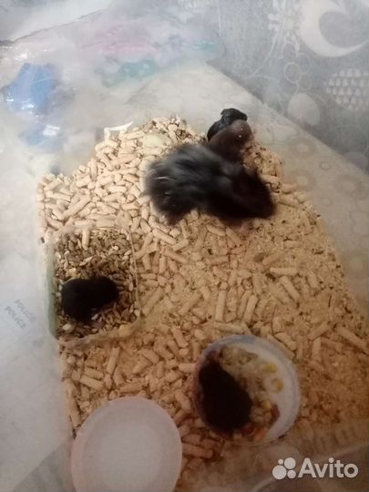 Сирийский хомяк бесплатно