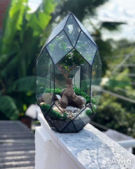 Флорариум. Бонсай. Подарок. Дерево