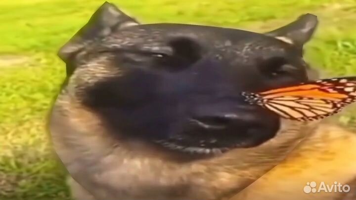 Сделаю простого бота для телеграмм