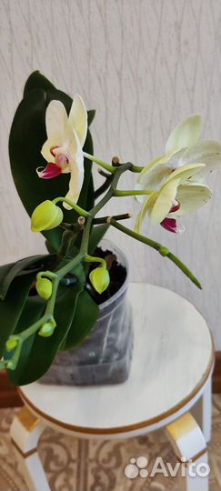 Орхидея фаленопсис