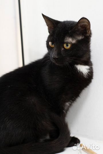 Нужен домик котятам
