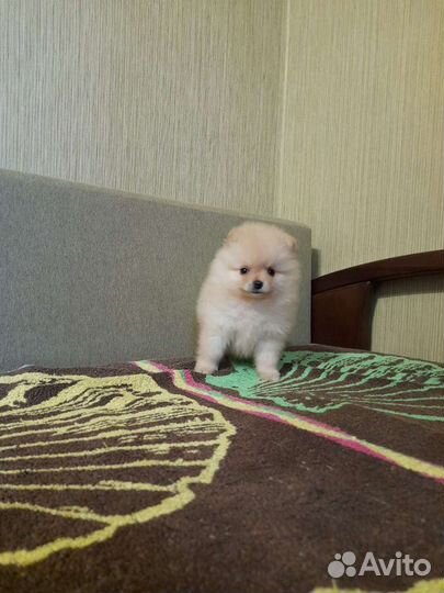 Щенки померанского шпица