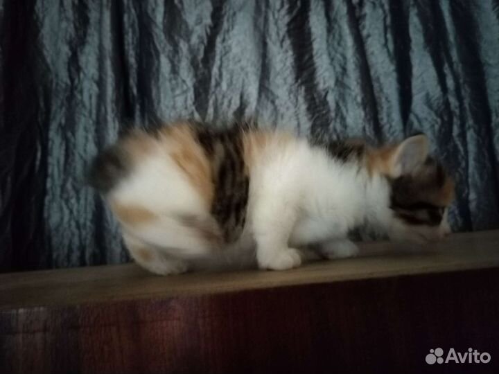 Котята курильского бобтейла