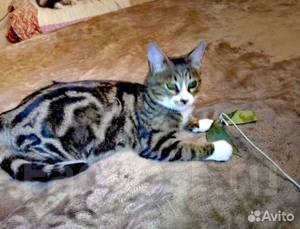 Передержка котят, котов, кошек