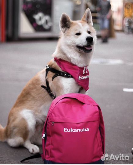 Собака для фотосессии: японская акита (Хатико)