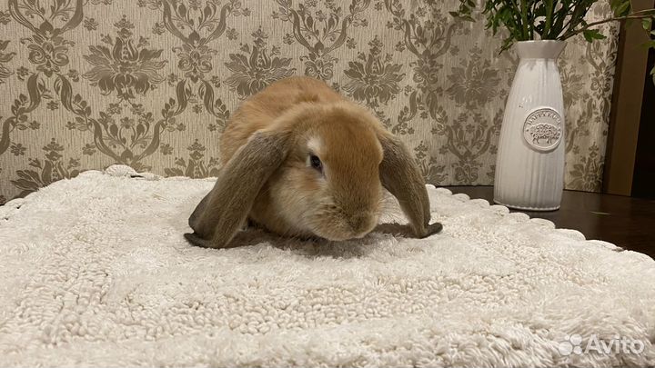 Французский баран