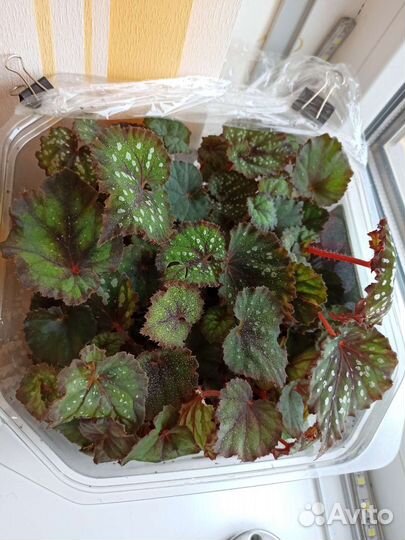 Комнатные растения