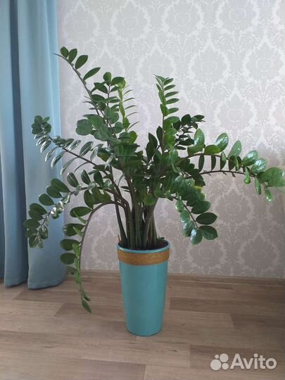 Замиокулькас, драцега голд