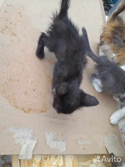 Подкинули котяток