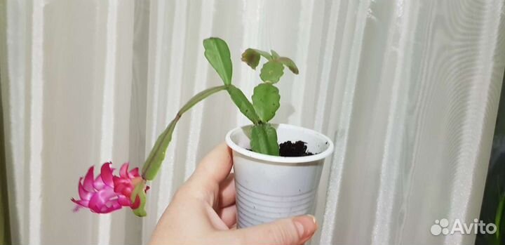 Декабрист шлюмбергера