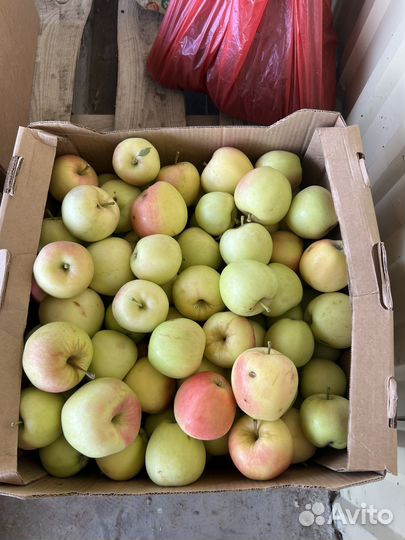 Яблоки