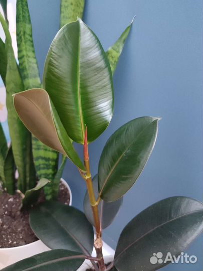 Фикус эластика Бургунди