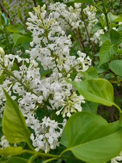 Участок 12,6 сот. (ИЖС)