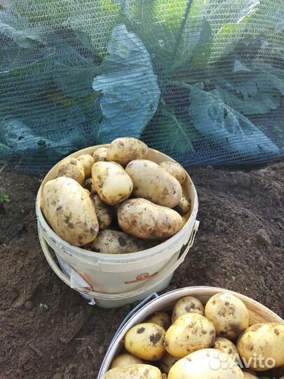 Картофель деревенский, ягоды жимолости