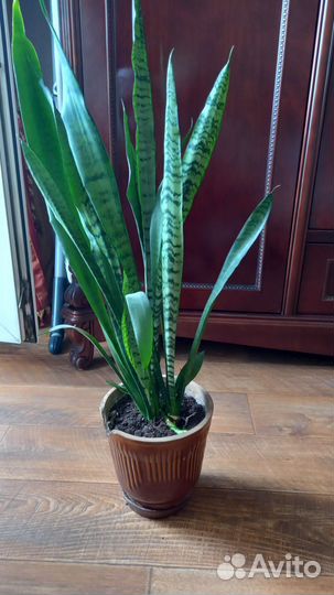 Сансевиерия щучий хвост