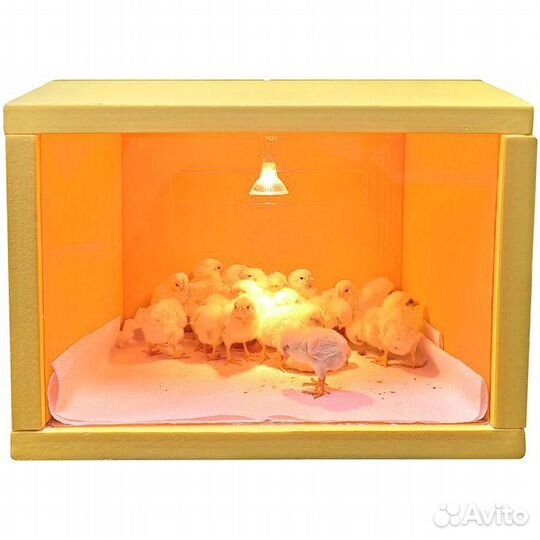 Брудер для цыплят 
