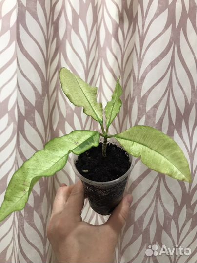 Кодиеум кротон Тамара