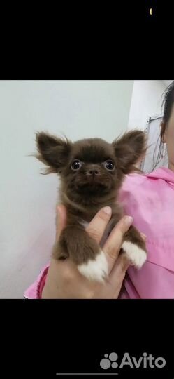 Ветеринарный врач на дом круглосуточно